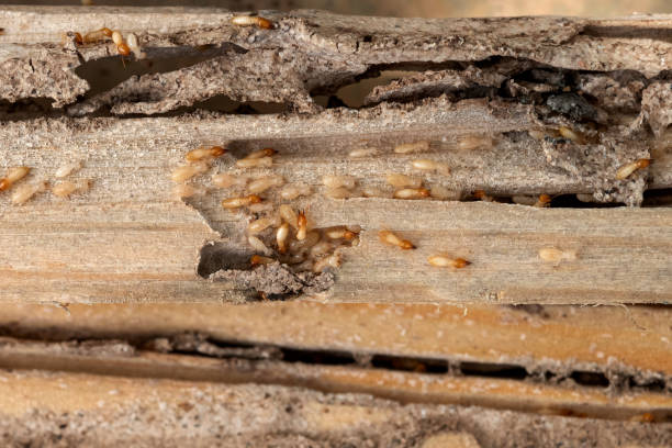 Best Bed Bug Extermination  in Avon Park, FL