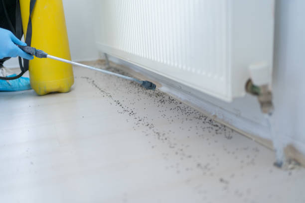 Best Termite Control Services  in Avon Park, FL