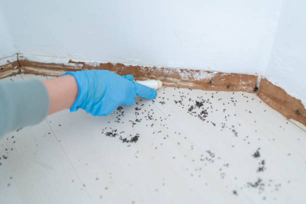 Best Exterminator Services  in Avon Park, FL