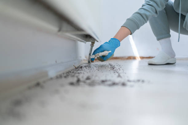 Best Pest Control Near Me  in Avon Park, FL