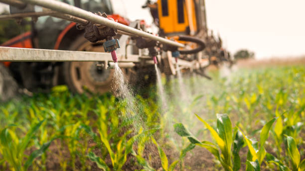 Best Ant Control Services  in Avon Park, FL